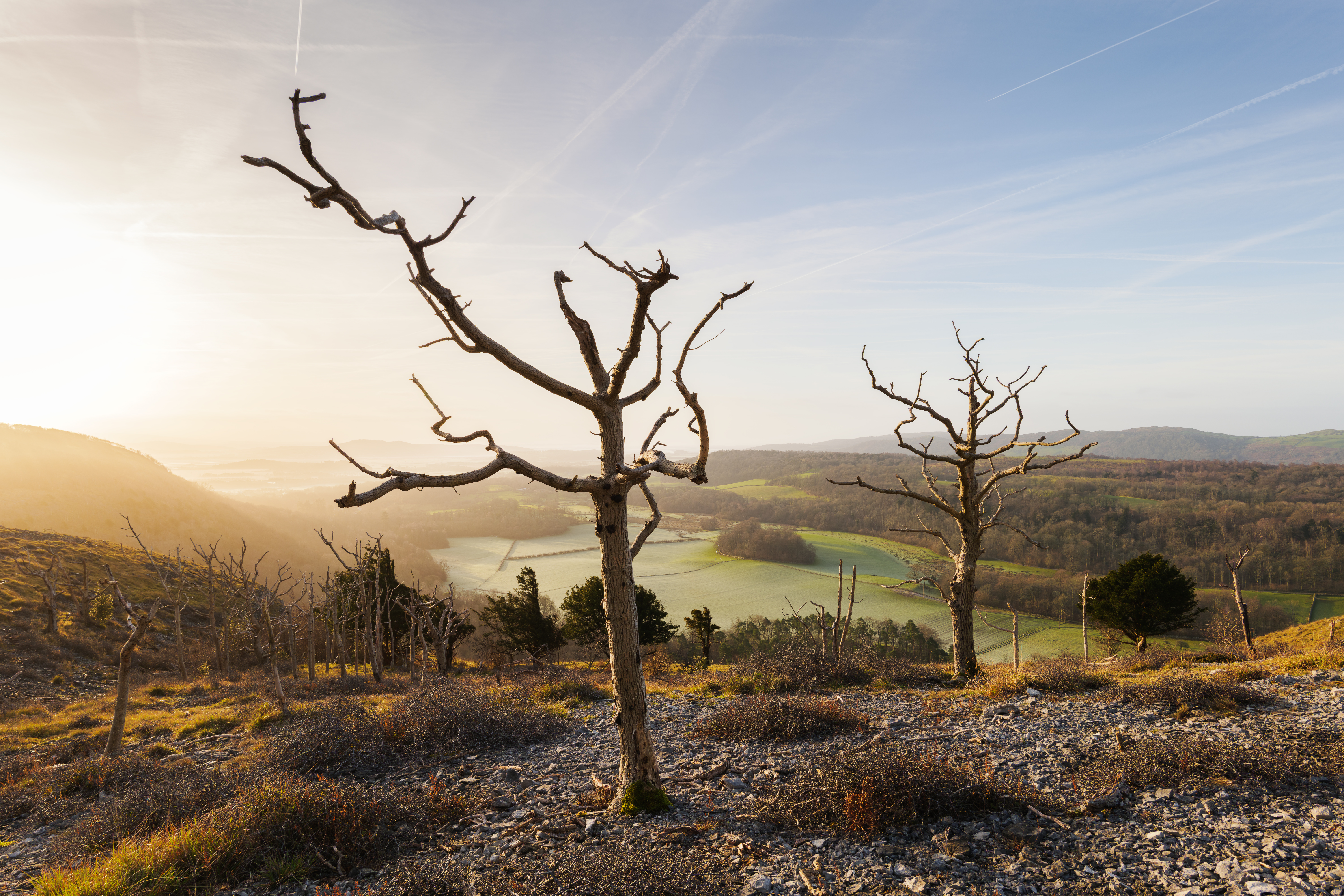 A sad sight on a beautiful morning; the loss of ash trees on Whitbarrow to ash dieback has changed the landscape of this limestone escarpment and the woods that surround it.