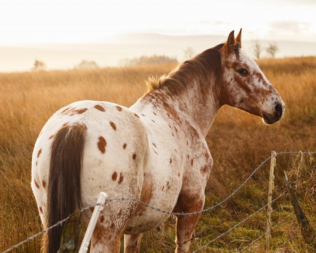 A beautiful Appaloosa horse poses for the camera in Roeburndale