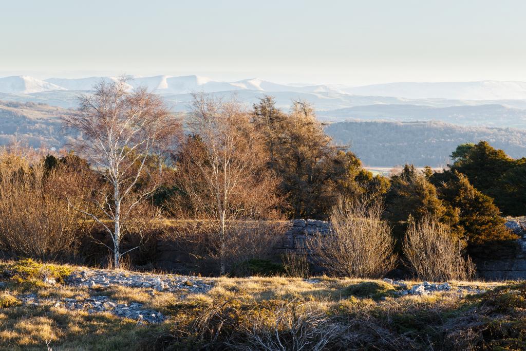 Silver Birches, limestone pavement, pines and the Howgills. The layers on view on Whitbarrow Scar make it one of the best photography locations in the Lake District.